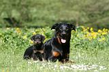 BEAUCERON - ADULTS and PUPPIES 052
